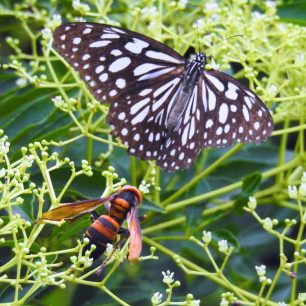 Nhiều loài sinh vật đặc hữu như báu vật Sơn Trà