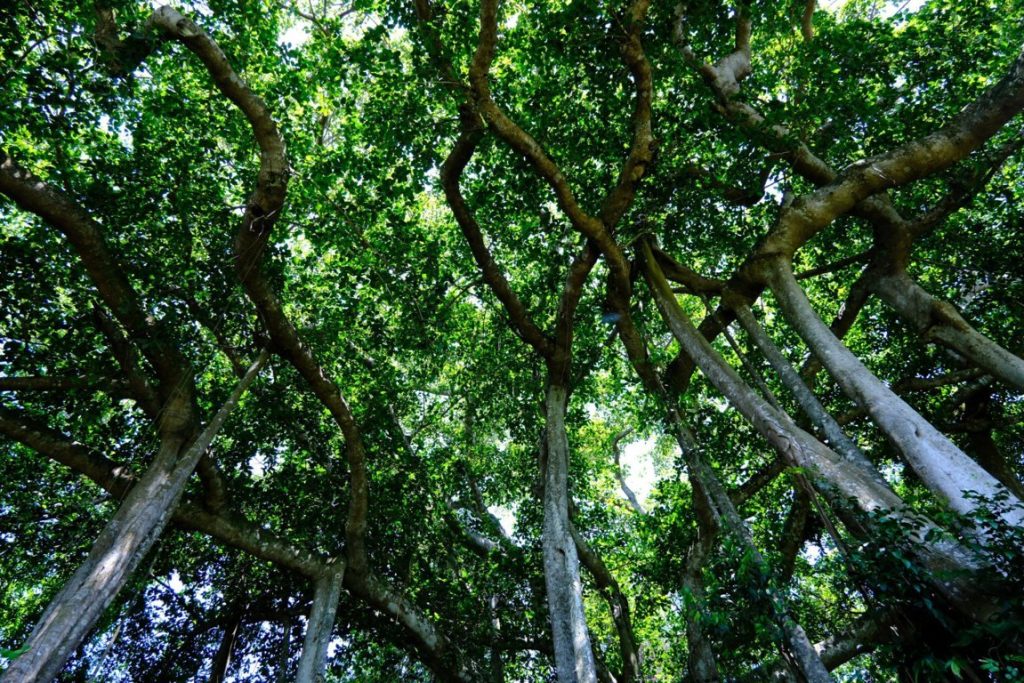 Cây đa ngàn năm ở bán đảo sơn trà, điểm check in bán đảo Sơn Trà không thể thiếu