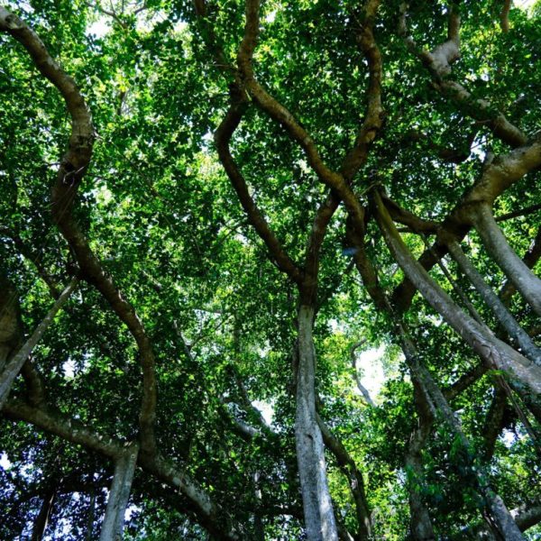 Cây đa ngàn năm ở bán đảo sơn trà, điểm check in bán đảo Sơn Trà không thể thiếu