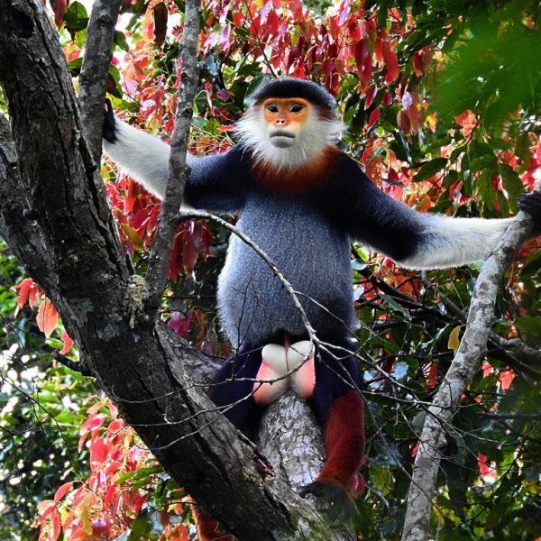 Voọc Chà vá chân nâu là một báu vật sơn trà