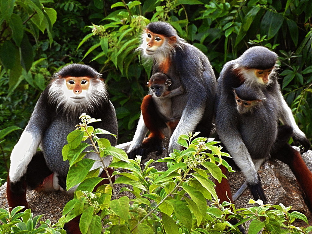Voọc chà vá chân nâu (tên khoa học: Pygathrix nemaeus) là một trong những loài linh trưởng quý hiếm nhất thế giới. Chúng được mệnh danh là "nữ hoàng linh trưởng" nhờ bộ lông sặc sỡ với nhiều màu sắc độc đáo.